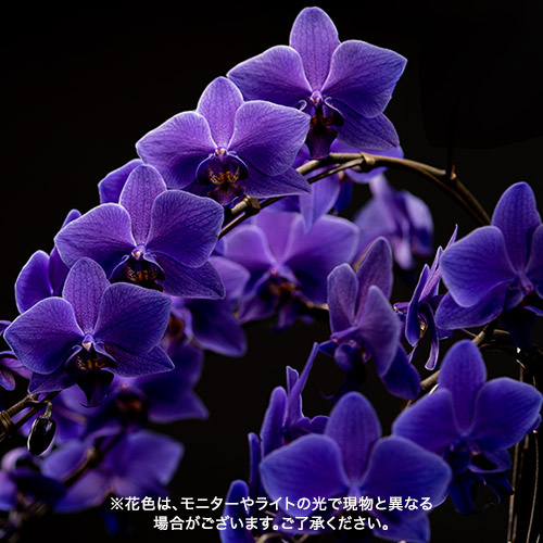 青色胡蝶蘭「Blue Gene (ブルージーン）」ミディサイズ3本立ち