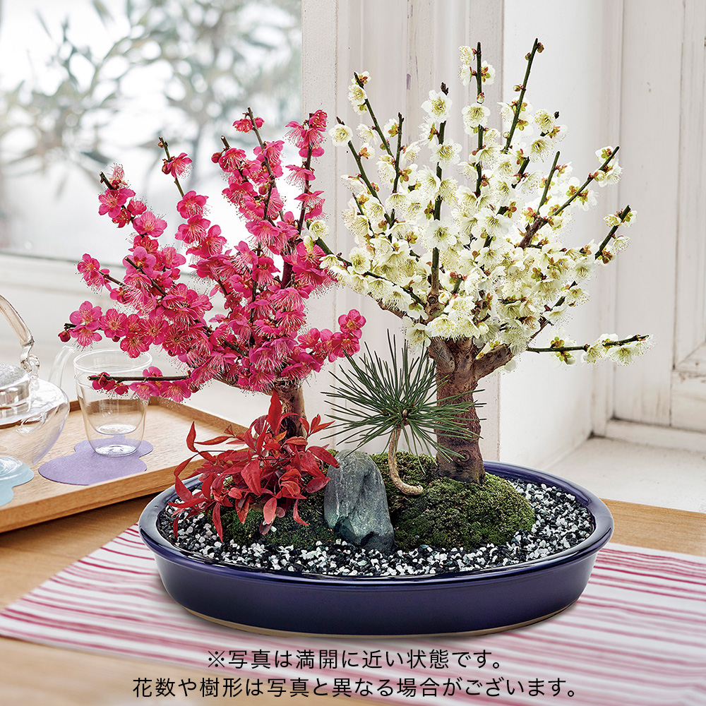 お正月 紅白梅盆栽 11号 | 花・花束を贈るフラワーギフト通販の