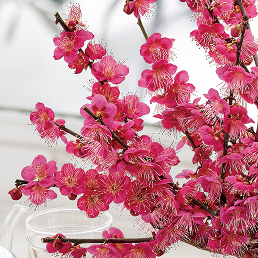 お正月 紅白梅盆栽 11号 | 花・花束を贈るフラワーギフト通販の