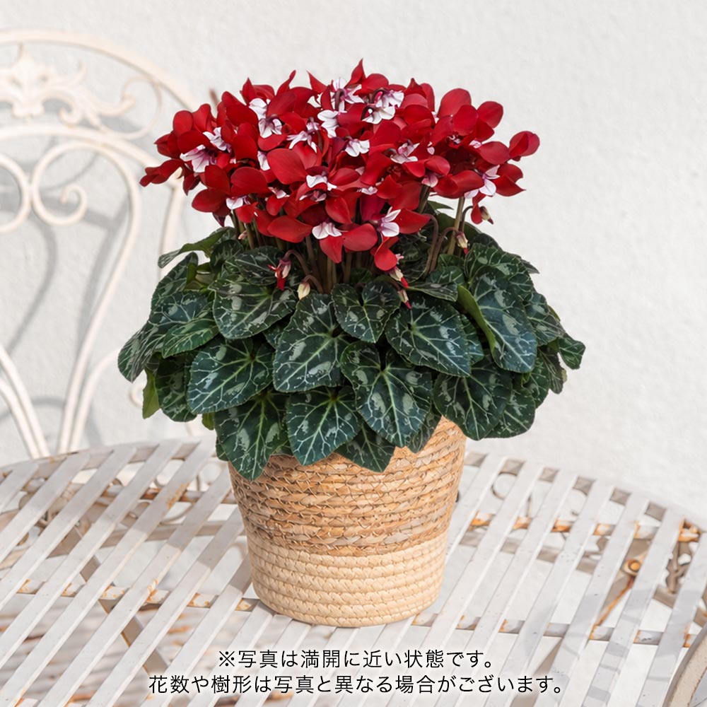お歳暮 シクラメン「ジックスワインレッド」5号 | 花・花束を贈る