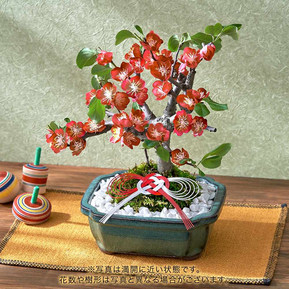 お正月 木瓜 4号 | 花・花束を贈るフラワーギフト通販の【日比谷花壇】公式