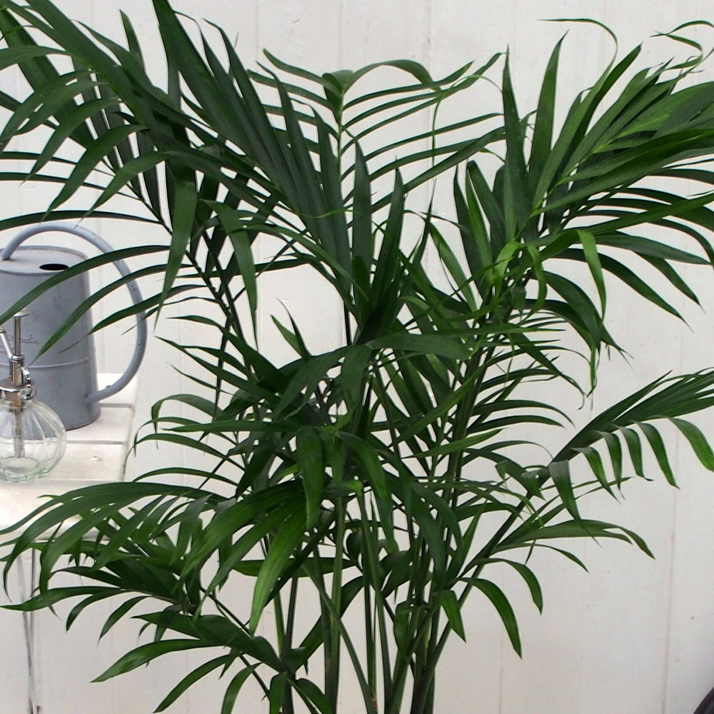 観葉植物「メキシコケンチャヤシ」