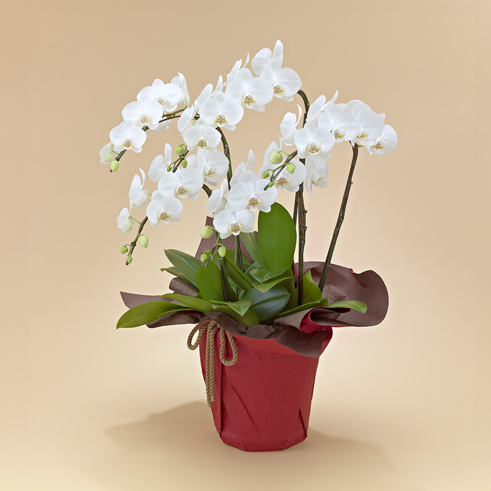 ミディ胡蝶蘭（ホワイト）5本立ち