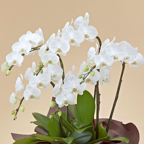 ミディ胡蝶蘭（ホワイト）5本立ち