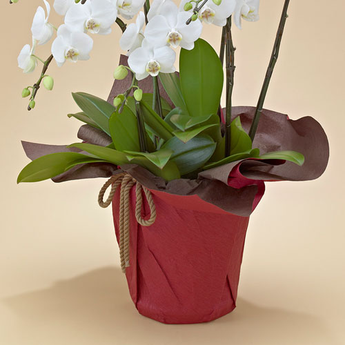 ミディ胡蝶蘭（ホワイト）5本立ち