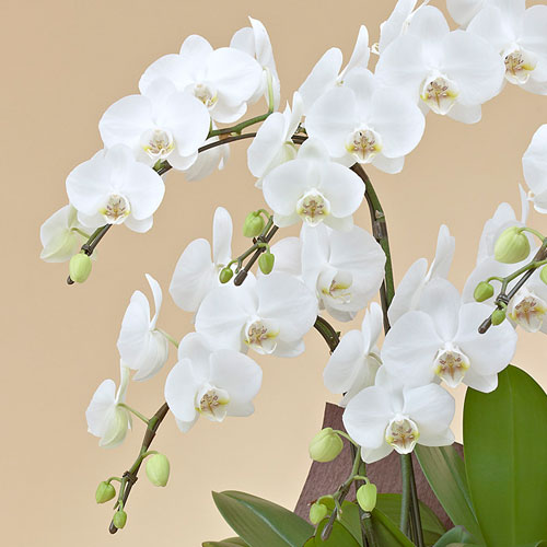 ミディ胡蝶蘭（ホワイト）5本立ち