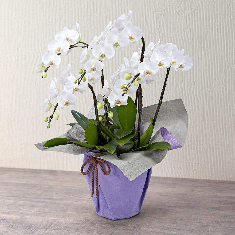 【お供え用】ミディ胡蝶蘭（ホワイト）5本立ち