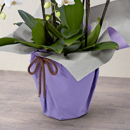 【お供え用】ミディ胡蝶蘭（ホワイト）5本立ち