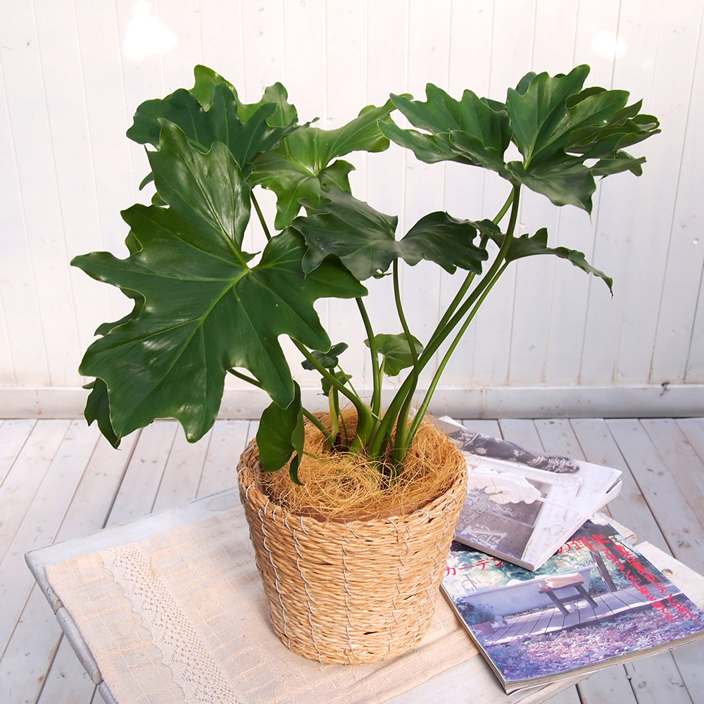 観葉植物｢ｾﾛｰﾑ･ﾊﾞｽｹｯﾄ｣