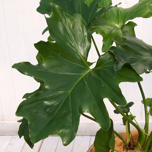 観葉植物｢ｾﾛｰﾑ･ﾊﾞｽｹｯﾄ｣
