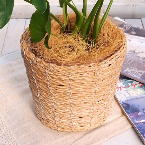 観葉植物｢ｾﾛｰﾑ･ﾊﾞｽｹｯﾄ｣