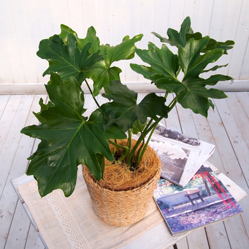 観葉植物｢ｾﾛｰﾑ･ﾊﾞｽｹｯﾄ｣