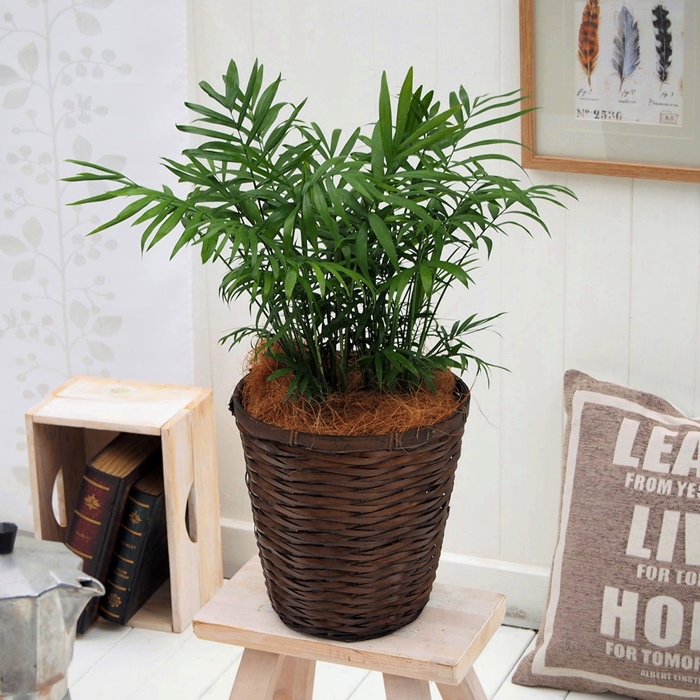 観葉植物｢ﾃｰﾌﾞﾙﾔｼ･ﾊﾞｽｹｯﾄ｣