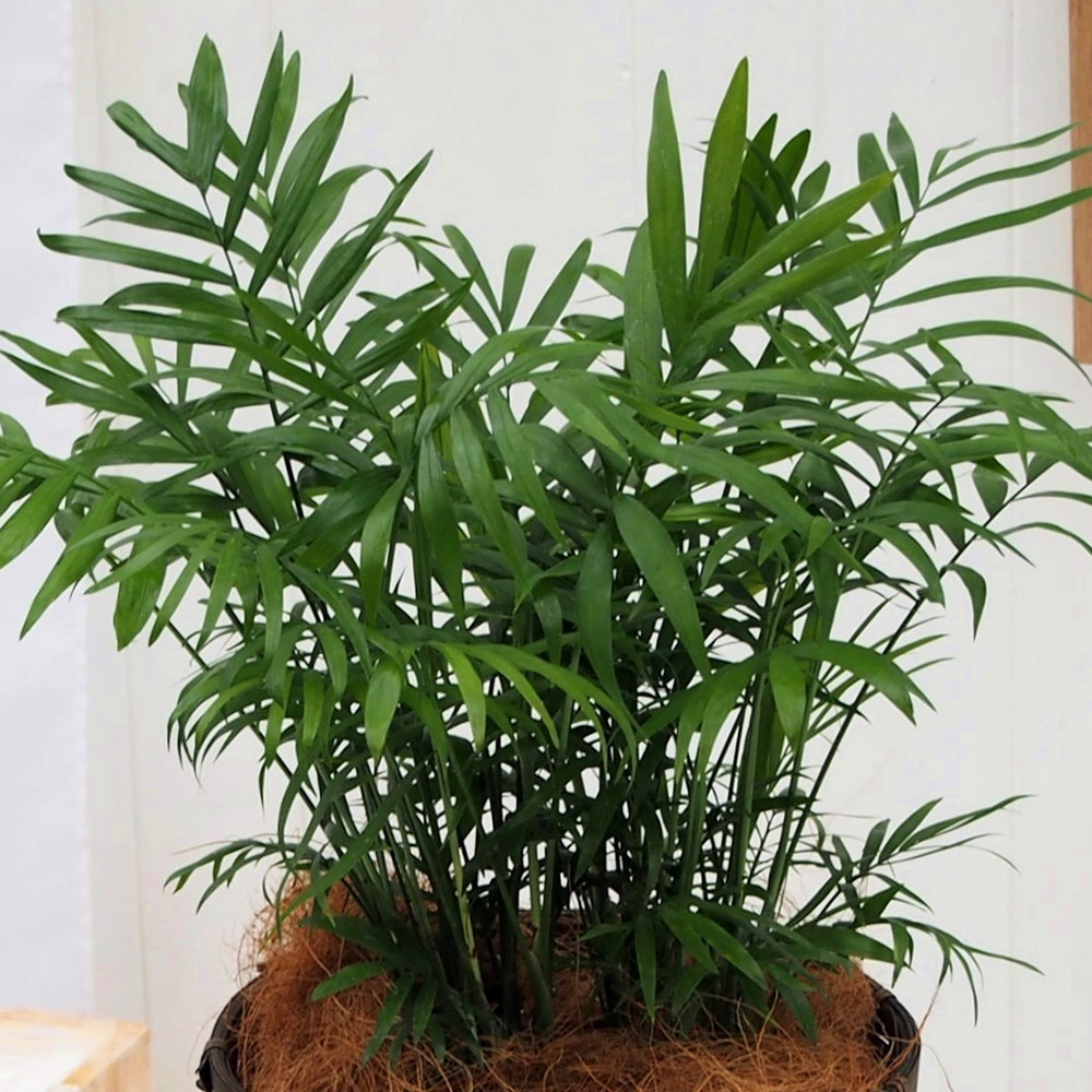 観葉植物｢ﾃｰﾌﾞﾙﾔｼ･ﾊﾞｽｹｯﾄ｣