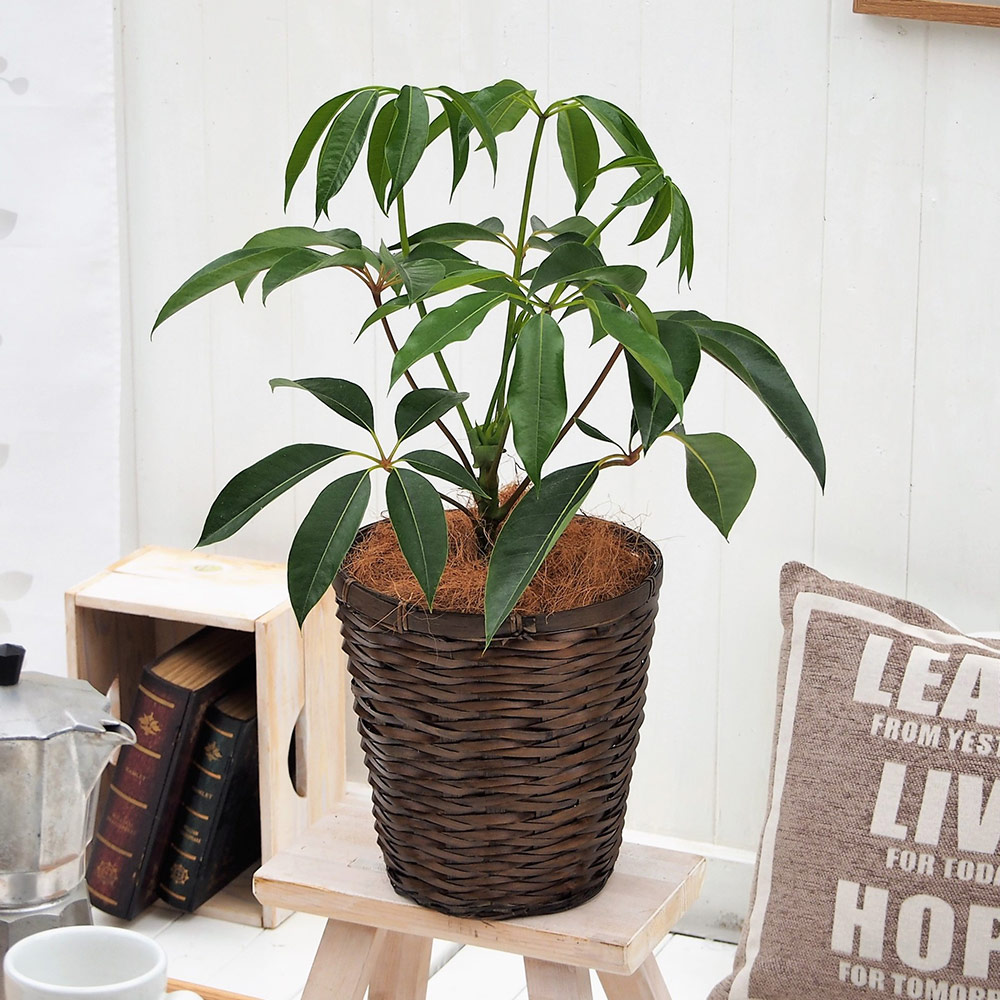 観葉植物｢ﾂﾋﾟﾀﾝｻｽ･ﾊﾞｽｹｯﾄ｣
