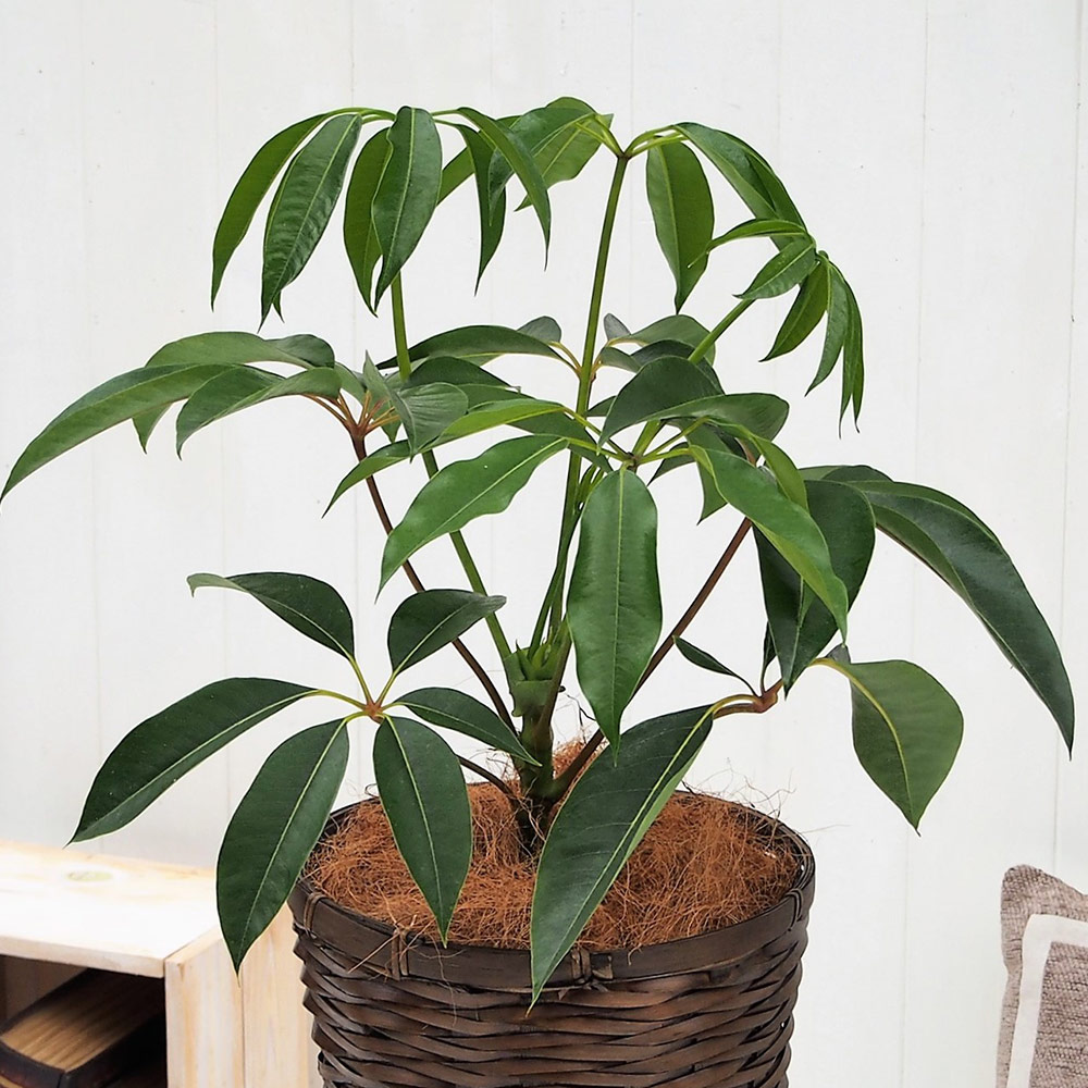 観葉植物｢ﾂﾋﾟﾀﾝｻｽ･ﾊﾞｽｹｯﾄ｣