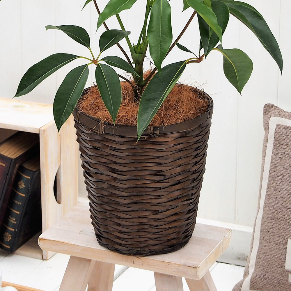 観葉植物｢ﾂﾋﾟﾀﾝｻｽ･ﾊﾞｽｹｯﾄ｣