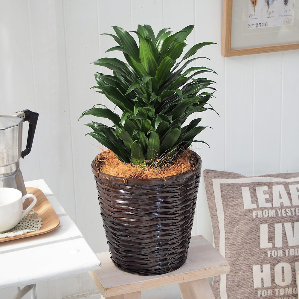 観葉植物｢ﾄﾞﾗｾﾅｺﾝﾊﾟｸﾀ･ﾊﾞｽｹｯﾄ｣