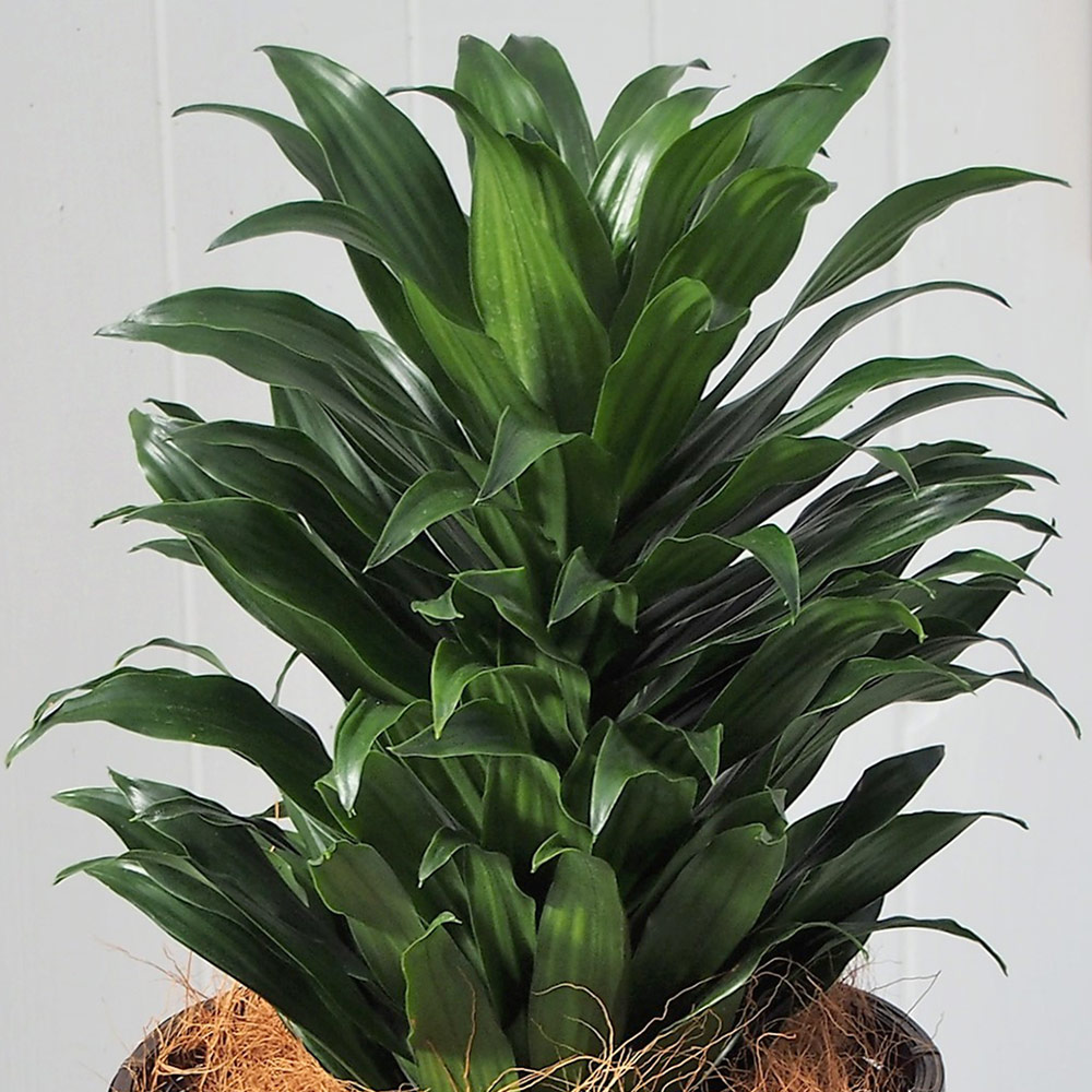 観葉植物｢ﾄﾞﾗｾﾅｺﾝﾊﾟｸﾀ･ﾊﾞｽｹｯﾄ｣