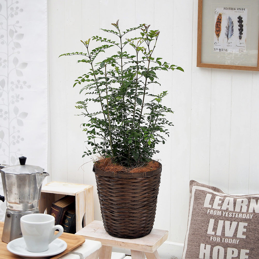 観葉植物｢ﾄﾈﾘｺ･ﾊﾞｽｹｯﾄ｣