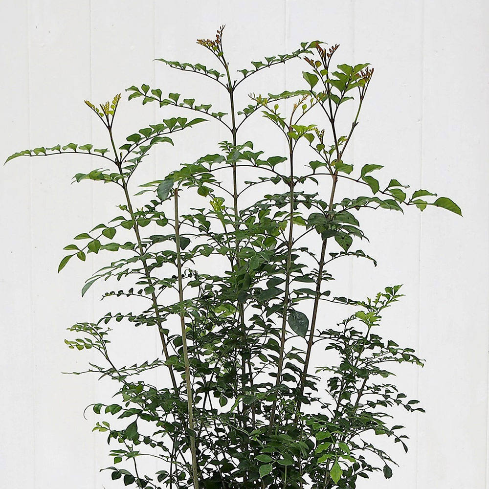 観葉植物｢ﾄﾈﾘｺ･ﾊﾞｽｹｯﾄ｣