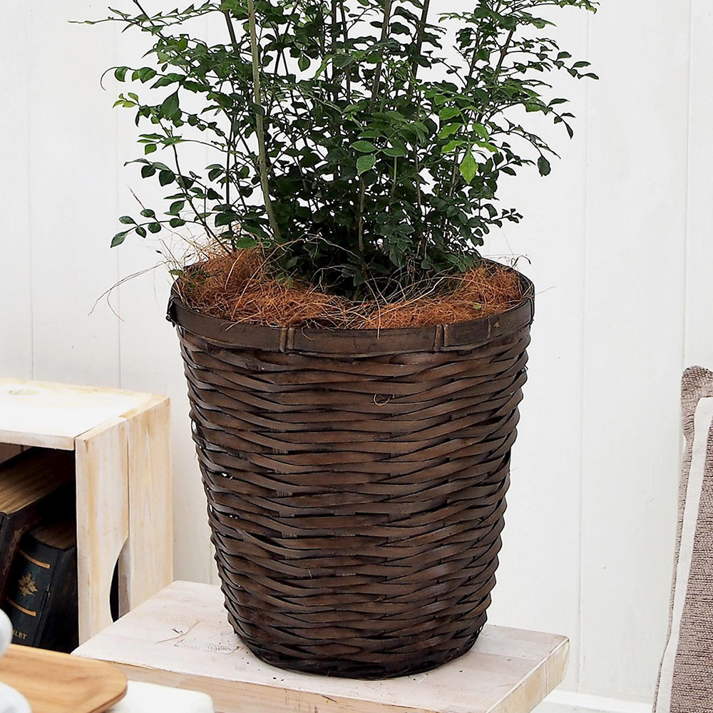 観葉植物｢ﾄﾈﾘｺ･ﾊﾞｽｹｯﾄ｣