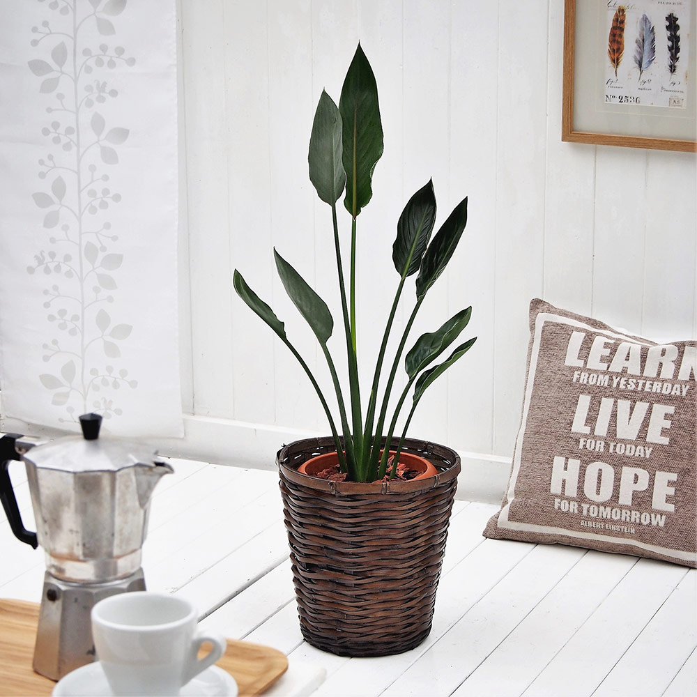 観葉植物｢ﾚｷﾞﾈ･ﾊﾞｽｹｯﾄ｣