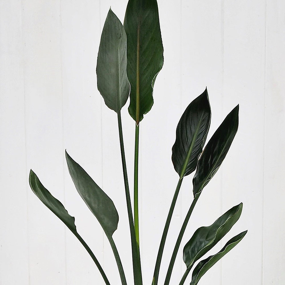 観葉植物｢ﾚｷﾞﾈ･ﾊﾞｽｹｯﾄ｣