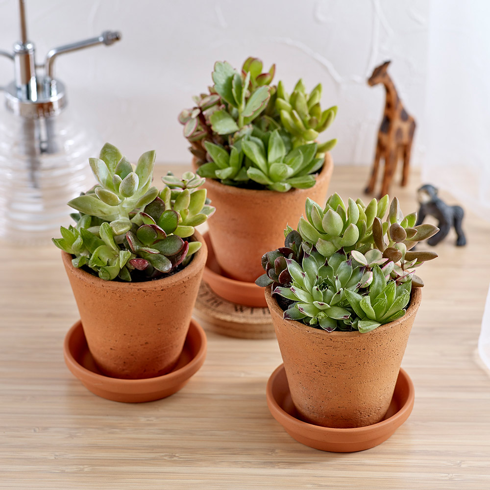 多肉植物「寄せ植え3個セット」