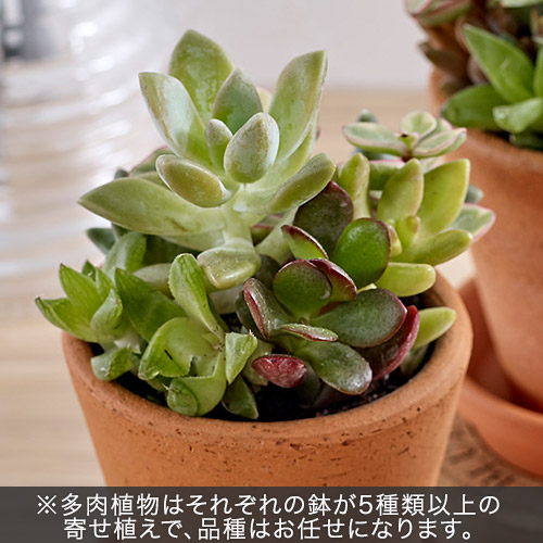 多肉植物「寄せ植え3個セット」