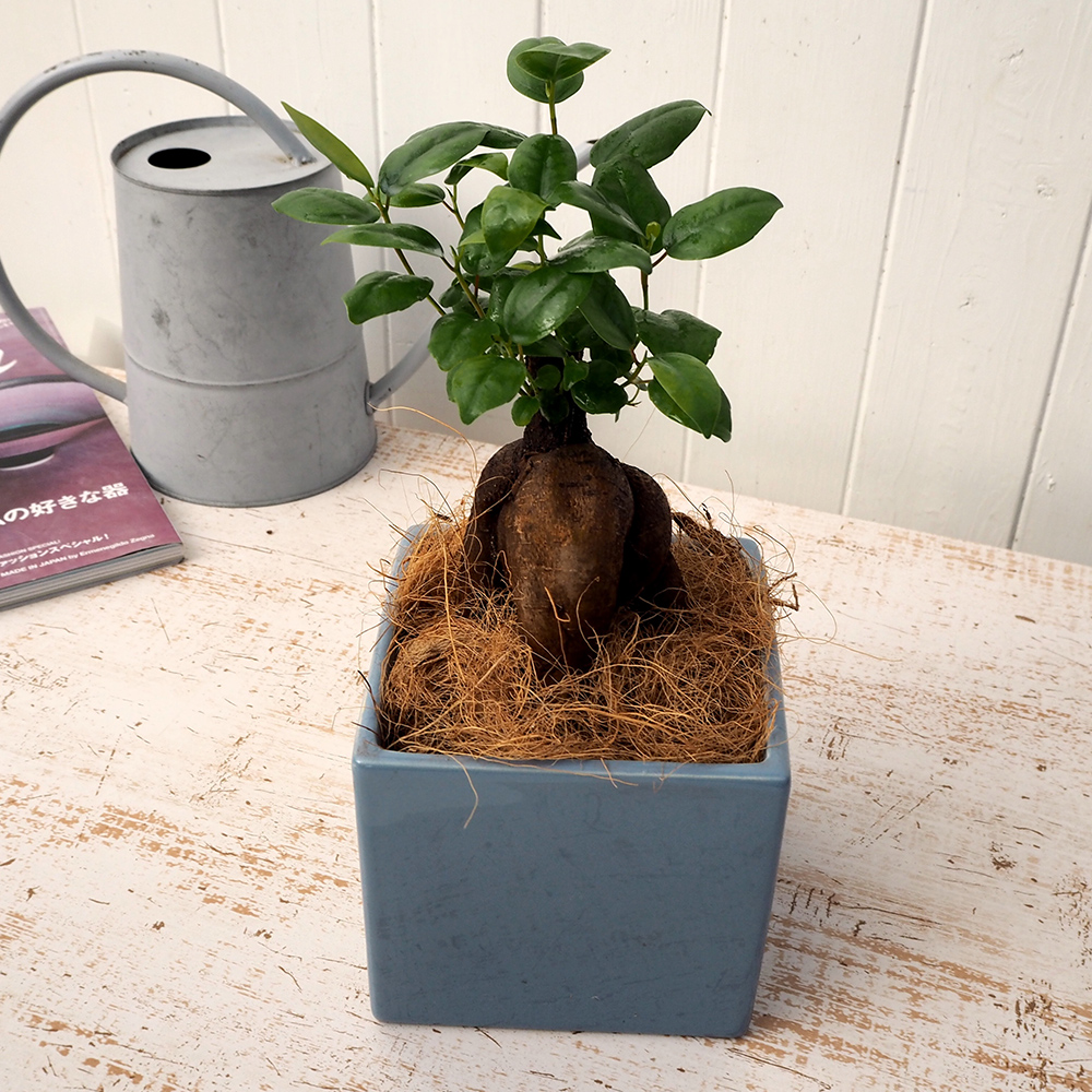 観葉植物「人参ガジュマルスクエア（S） 」