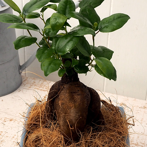 観葉植物「人参ガジュマルスクエア（S） 」