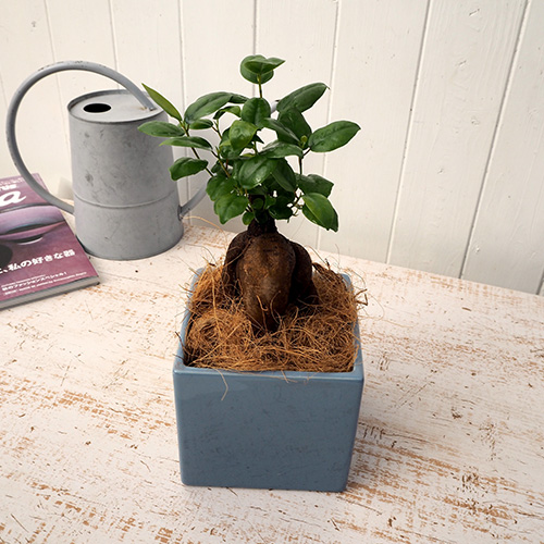 観葉植物「人参ガジュマルスクエア（S） 」