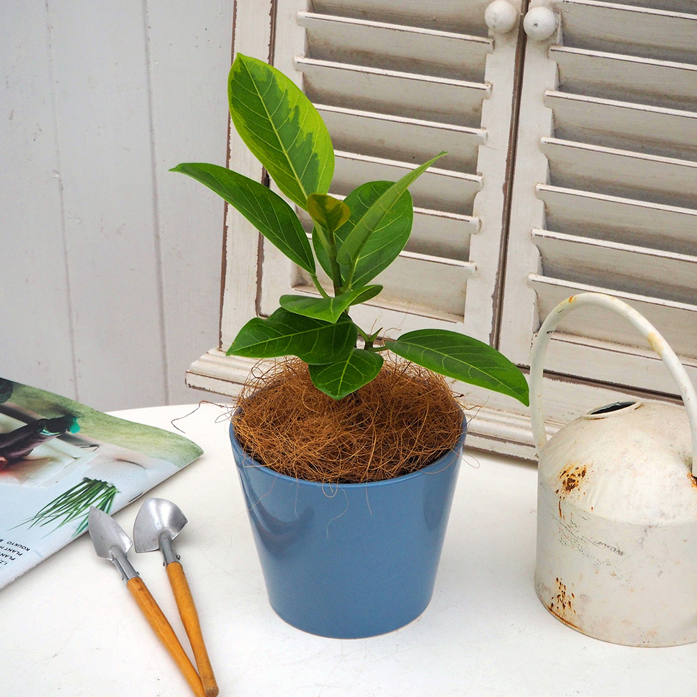 観葉植物「アルテシマゴム（S）」