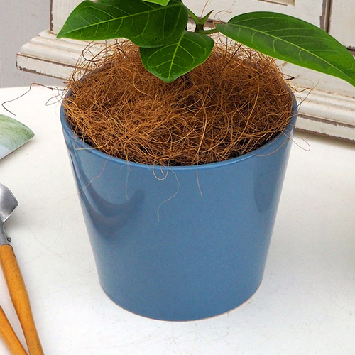 観葉植物「アルテシマゴム（S）」