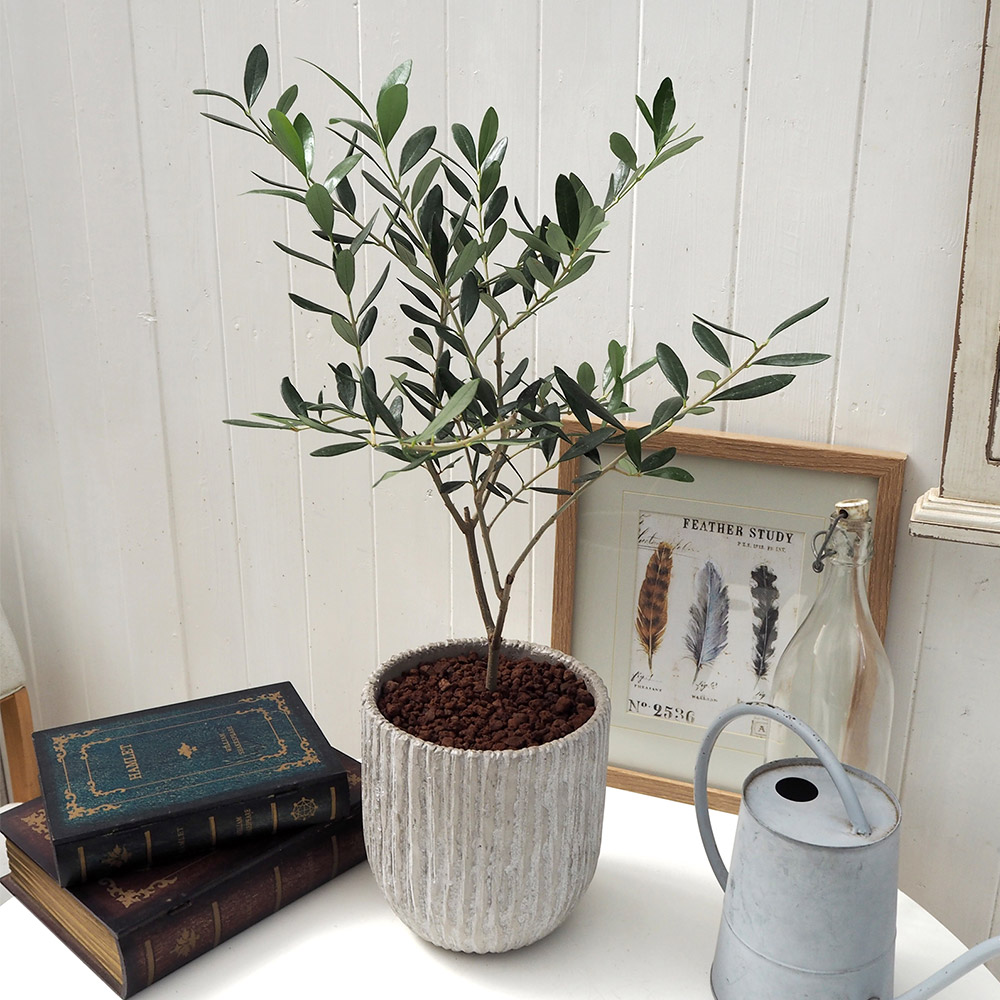 観葉植物「オリーブアンティークポット」