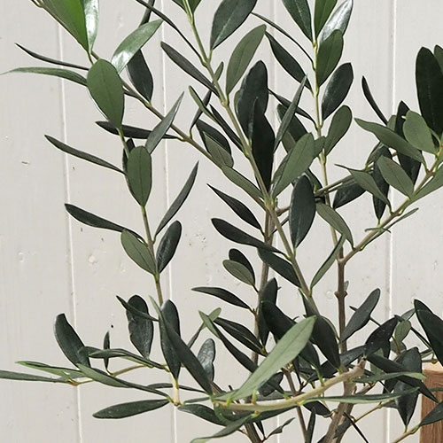 観葉植物「オリーブアンティークポット」