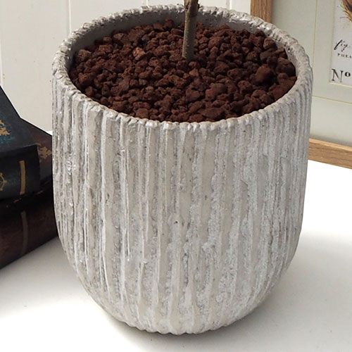 観葉植物「オリーブアンティークポット」