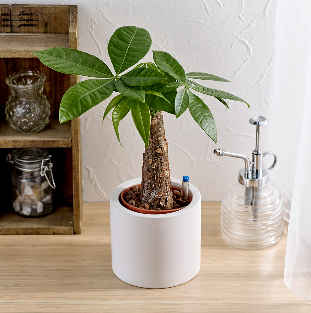 お手入れかんたん観葉植物「編込みパキラ（シリンダーホワイト）」