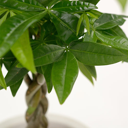 お手入れかんたん観葉植物「編込みパキラ（シリンダーホワイト）」