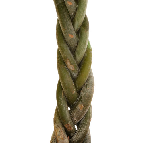 お手入れかんたん観葉植物「編込みパキラ（シリンダーホワイト）」