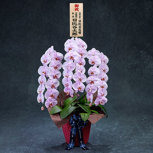 手渡し配達のプレミアム胡蝶蘭(ピンク)3本立ち【東京都内エリア限定】