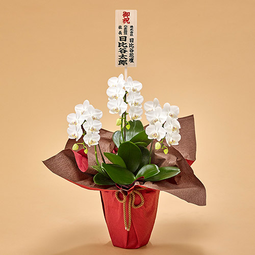ミディ胡蝶蘭（白）3本立ち【東京都内エリア限定】