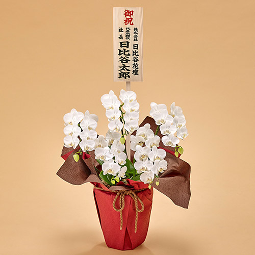 ミディ胡蝶蘭（白）5本立ち【東京都内エリア限定】