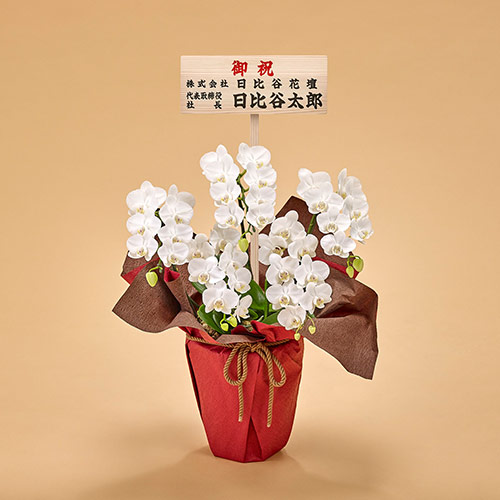 ミディ胡蝶蘭（白）5本立ち【東京都内エリア限定】