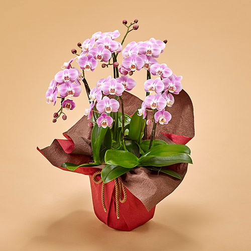 ミディ胡蝶蘭（ピンク）5本立ち【東京都内エリア限定】
