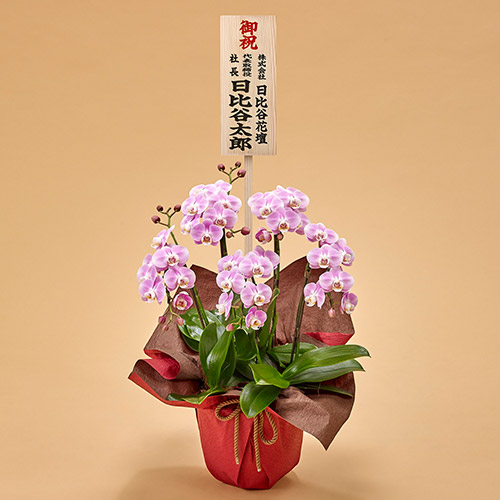 ミディ胡蝶蘭（ピンク）5本立ち【東京都内エリア限定】