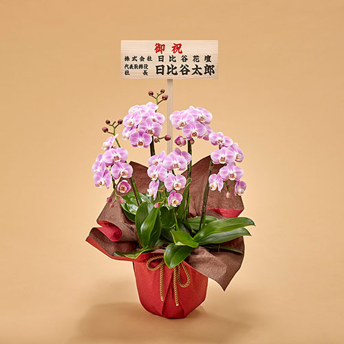 ミディ胡蝶蘭（ピンク）5本立ち【東京都内エリア限定】
