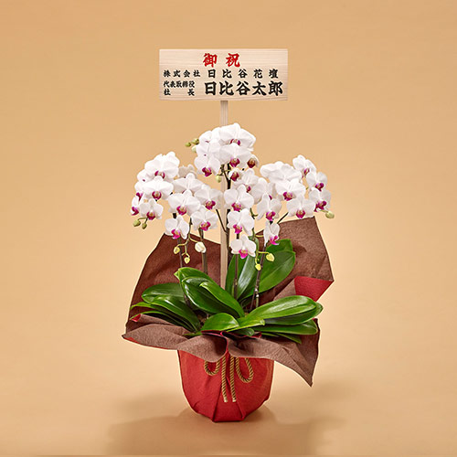 ミディ胡蝶蘭（赤リップ）5本立ち【東京都内エリア限定】