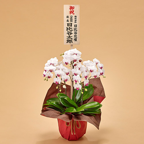 ミディ胡蝶蘭（赤リップ）5本立ち【東京都内エリア限定】
